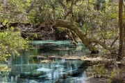 In Florida sprudeln täglich 30 Milliarden Liter Wasser aus dem Boden, dessen viele Blautöne sich von den weißen Kalksteinfelsen und dem Grün der üppigen Vegetation abheben.