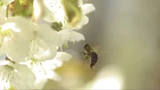 Eine Honigbiene mit kleinen Pollensäckchen an den Beinen im Anflug auf eine Kirschblüte.
