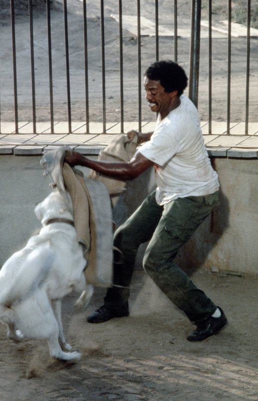 Der weiße Hund von Beverly Hills Bilder TV Wunschliste