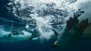 Die Vorfahren der Pinguine haben einst an Land gelebt und ihren Lebensmittelpunkt ins Meer zurückverlegt.