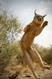 Caracal