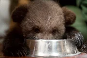 8 Wochen altes Bärenjunges während einer von vier täglichen Mahlzeiten. Orphaned Bear Rescue Centre, Bubonitsy, Russland