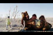 Die mongolischen Kamelhirten in der Wüste Gobi leben nomadisch.