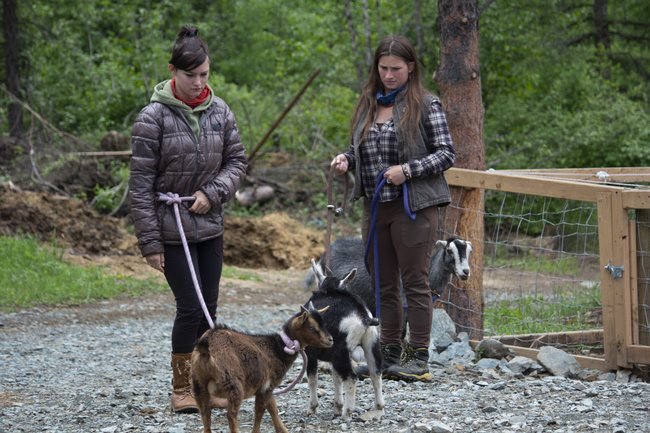 Bird and Rain walk their goats on North Star Ranch.