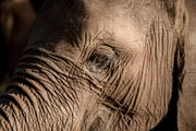 Elephant, Kenya