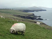 Irland, sheeps