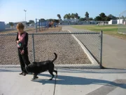 Betty McVay walks with Aussi by a nearby school..