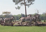 Die Kiwara-Savanne.