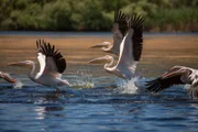 Die Pelikane im Donaudelta nutzen den warmen Aufwind, um sich in die Lüfte zu schwingen.