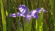 Fransenenzian im Naturschutzgebiet "Fröttmaninger Heide".