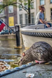 Ratten begeben sich in ihrer unterirdischen Welt mit viel List auf Nahrungssuche.