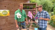 Lustiges Gespann mit grünem Daumen: "Mein Nachmittag"-Gärtner Matthias Schuh und Reporter Sven Tietzer.
Weitere Fotos erhalten Sie auf Anfrage.