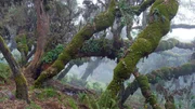 Der Wald im Bale-Nationalpark ist ein enorm wichtiger Wasserspeicher.