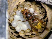 Hornisse an verpuppten Waben: Die hungrigen Larven bekommen einen mundgerecht angerichteten Nahrungsbrei aus dem eiweißreichen Bruststück einer Fliege.