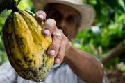 die Frucht des Kakao