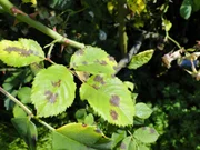 Sternrußtau auf Rosenblättern.