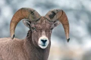 Eine Jahreszeit wie keine andere, an einem einzigartigen Ort: ein Winter im Yellowstone-Nationalpark.