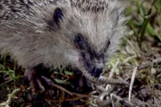 Auch vor dieser jungen Kreuzotter macht dieser Igel nicht halt. Er muss vor dem Winter so schnell wie möglich an Gewicht zulegen.