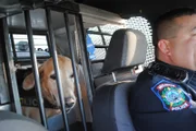 Mission, TX: Officer Roque Vela's K9 partner, Officer Tiko, rides in the back seat of the patrol car.