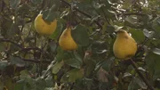 Im Herbst beginnt auch die Quittenernte.
