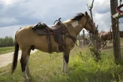 One of horses stands by a post at farm.