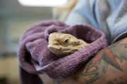 Close up of local bearded dragon, Pineapple.