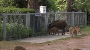 Tierischer Besuch: Eine Wildschwein-Rotte spaziert durch den Berliner Norden.