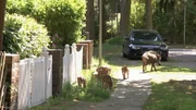 Schweine von links! Neue wilde Verkehrsteilnehmer.