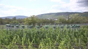 Reben in Gefahr: Der Klimawandel erhöht den Alkoholgehalt im Wein und verändert seinen Geschmack.