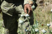 MEXICO- A Mexican soldier showing an opium poppy bulb.