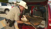 Steve Stapleton pulls alligator hide out of a car.