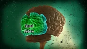 CGI: A view of the brain's Visual Cortex.