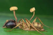Eine von Cordyceps befallene Ameisenart.