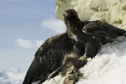 Steinadler.