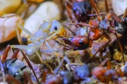 Im zweiten Teil der Dokumentation geht es um das mehr oder weniger friedliche Zusammenleben von Ameisen und anderen Insektenarten.