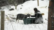 Bird feeding the goats in the North Star Ranch pen.