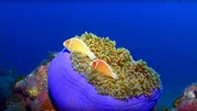 Fische in einer Koralle auf dem Meeresgrund