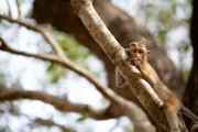 Das junge Makakenäffchen entspannt sich gemütlich im Baum