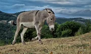 Wildesel