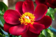 Natur, Blume, Pflanze, Garten