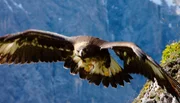 Gefangen, vergiftet, abgeschossen - und nur in den wenigsten Fällen wird ermittelt. Denn die Opfer verschwinden bei skrupellosen Händlern oder verenden unbemerkt in der deutschen Landschaft. Zeugen gibt es nicht - und niemand kennt die Täter. Obwohl alle Raubvogelarten in Deutschland unter strengem Schutz stehen, nimmt die illegale Verfolgung zu. Im Bild: ein Adler.