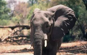 Elefant