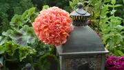 balcony, flowers, garden