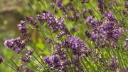 Kräuter für Jeden – Gesundheit aus dem Garten.