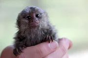 Gonzo ist ein Weißbüschelaffen-Baby, das bei Familie Gummert in Holzhausen lebt.