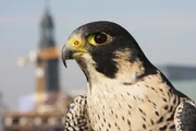 Ein Wanderfalke vor dem Hamburger Michel. Der Greifvogel brütet in der Innenstadt.