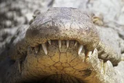 Das übersinnliche Nilkrokodil? Steve Backshall zeigt, was es damit auf sich hat ...