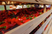 Frisch geerntete Chilischoten