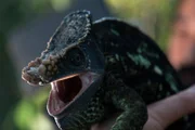 A Parson's chameleon opens its mouth to the camera.