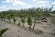 Vineyard of France.